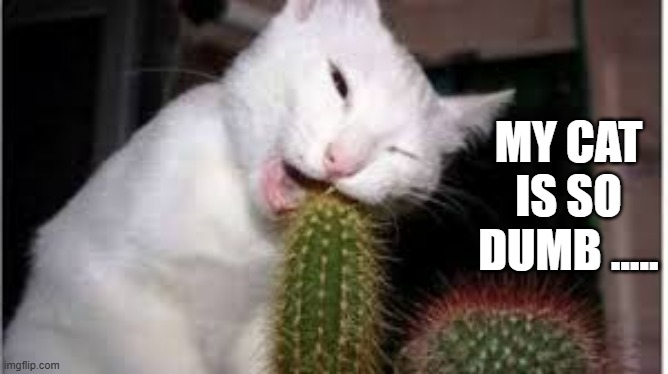 memes by Brad - My cat is so dumb ..... | MY CAT IS SO DUMB ..... | image tagged in funny,cats,funny cat memes,kittens,humor,cactus | made w/ Imgflip meme maker