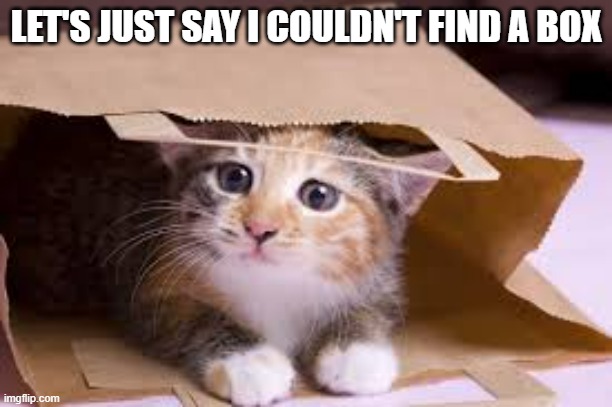 memes by Brad - My cat couldn't find a box | LET'S JUST SAY I COULDN'T FIND A BOX | image tagged in funny,cats,kitten,funny cat,cute kitten,humor | made w/ Imgflip meme maker