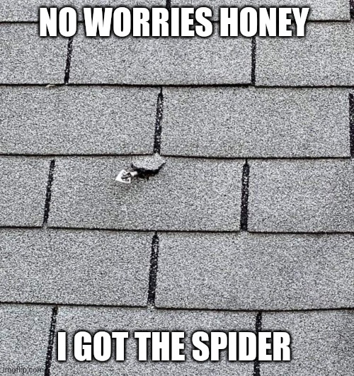 Dead spider | NO WORRIES HONEY; I GOT THE SPIDER | image tagged in spider | made w/ Imgflip meme maker