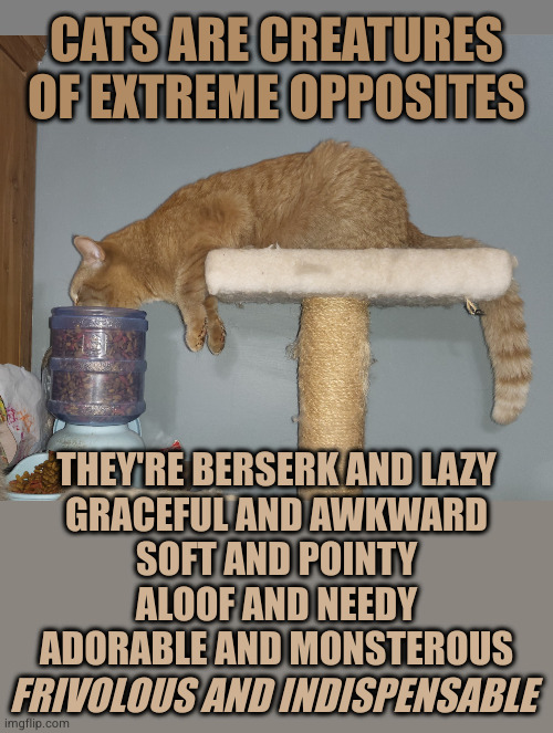 no cats no life | CATS ARE CREATURES OF EXTREME OPPOSITES; THEY'RE BERSERK AND LAZY
GRACEFUL AND AWKWARD
SOFT AND POINTY
ALOOF AND NEEDY
ADORABLE AND MONSTEROUS; FRIVOLOUS AND INDISPENSABLE | image tagged in blank grey,peak feline performance | made w/ Imgflip meme maker