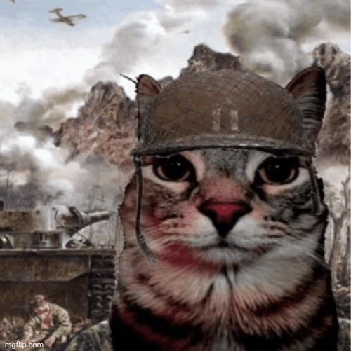 War Cat | image tagged in war cat | made w/ Imgflip meme maker