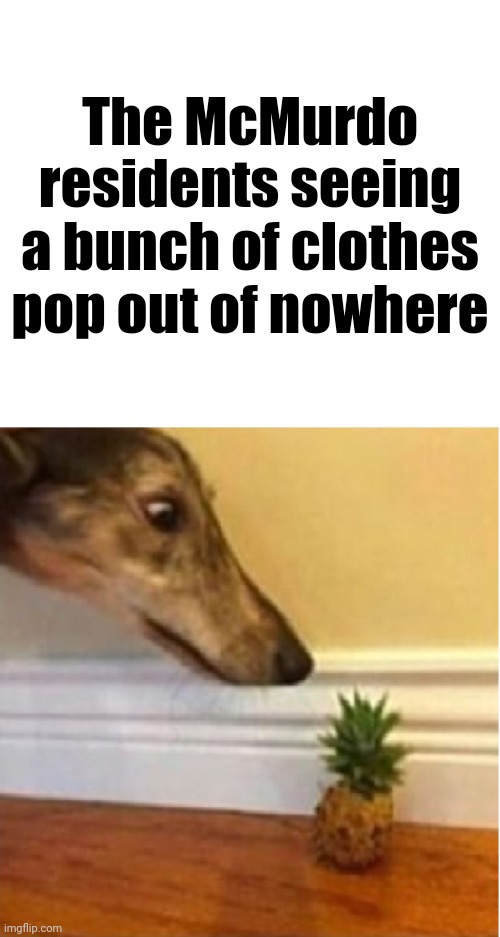 Dog looks at pineapple | The McMurdo residents seeing a bunch of clothes pop out of nowhere | image tagged in dog looks at pineapple | made w/ Imgflip meme maker