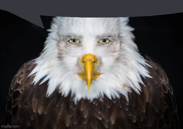 Bald Eagle Stare | image tagged in bald eagle stare | made w/ Imgflip meme maker