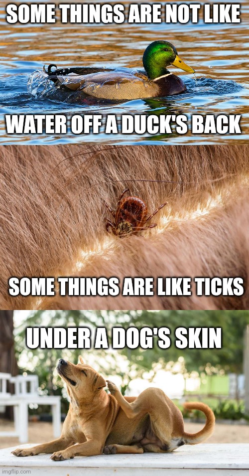 Sometimes one does get affected by what others say and cannot just ignore it and "not let it bother them" | SOME THINGS ARE NOT LIKE; WATER OFF A DUCK'S BACK; SOME THINGS ARE LIKE TICKS; UNDER A DOG'S SKIN | image tagged in psychology,feelings,hurt feelings,irritated,emotions | made w/ Imgflip meme maker