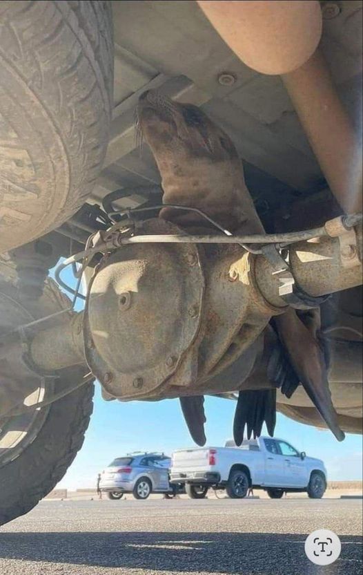 Tech Blank Meme Template