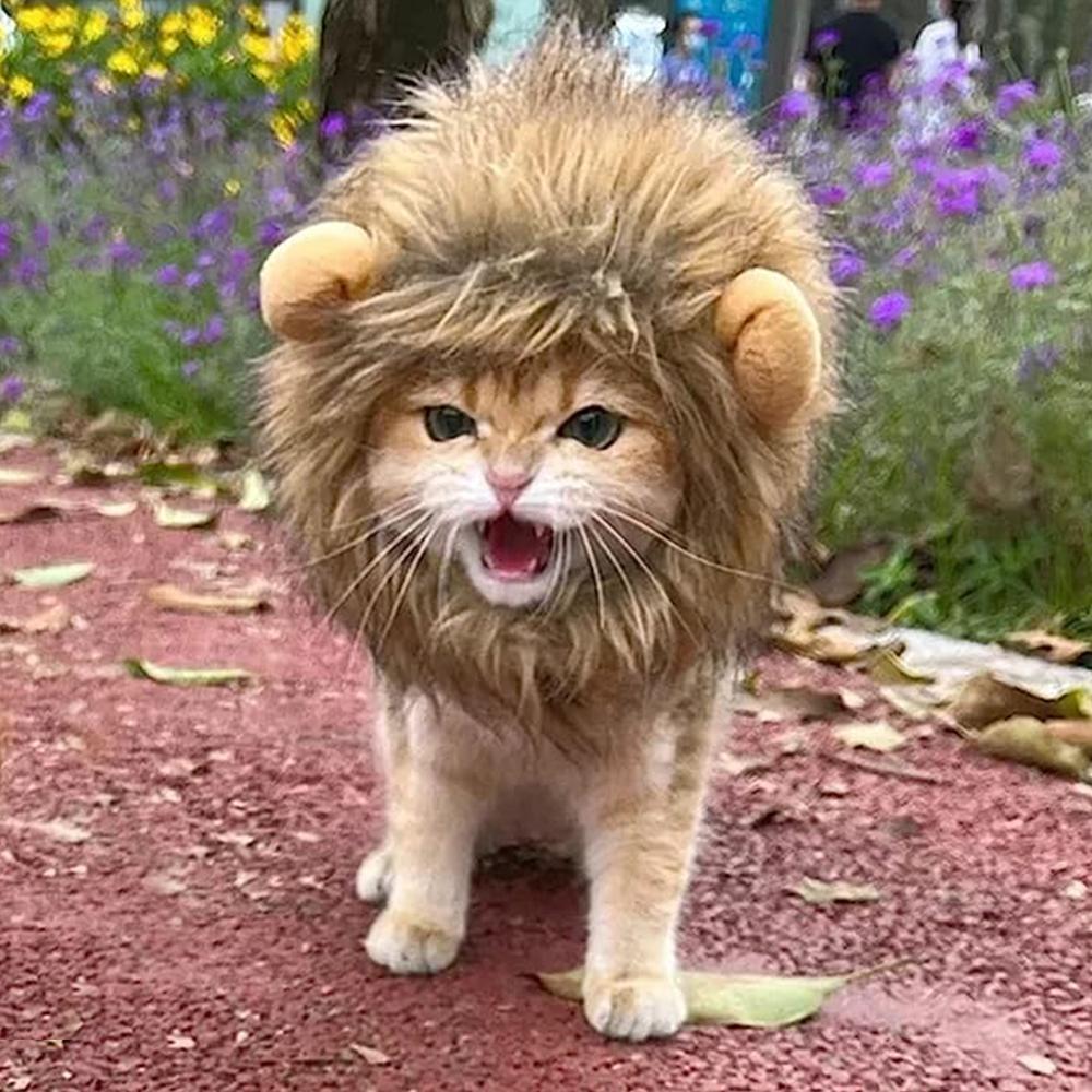 High Quality Lion Cat Blank Meme Template