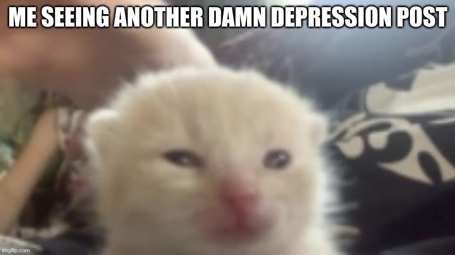 I know y'all sad and shi but like. | ME SEEING ANOTHER DAMN DEPRESSION POST | image tagged in cat staring | made w/ Imgflip meme maker