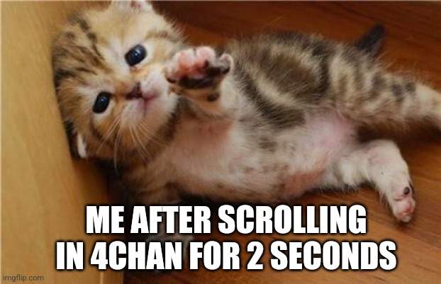 Don't go on there or any of the chans children. It's a *wild world* | ME AFTER SCROLLING IN 4CHAN FOR 2 SECONDS | image tagged in help me kitten | made w/ Imgflip meme maker