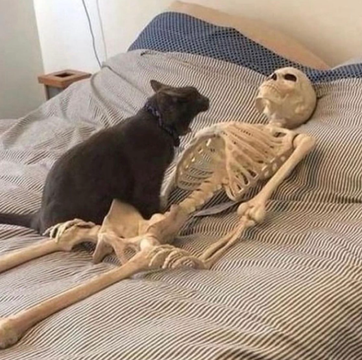 Cat screaming at skeleton Blank Meme Template