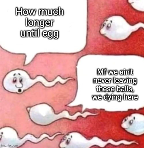 Sperm conversation | How much longer until egg; Mf we ain't never leaving these balls, we dying here | image tagged in sperm conversation | made w/ Imgflip meme maker