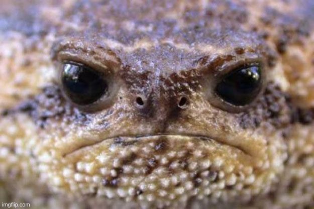 Angry frog | image tagged in angry frog | made w/ Imgflip meme maker