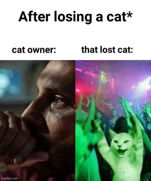 (mod note: funniest meme of the day, go ahead and upvote) | image tagged in cat,lost,sadness,vibing | made w/ Imgflip meme maker