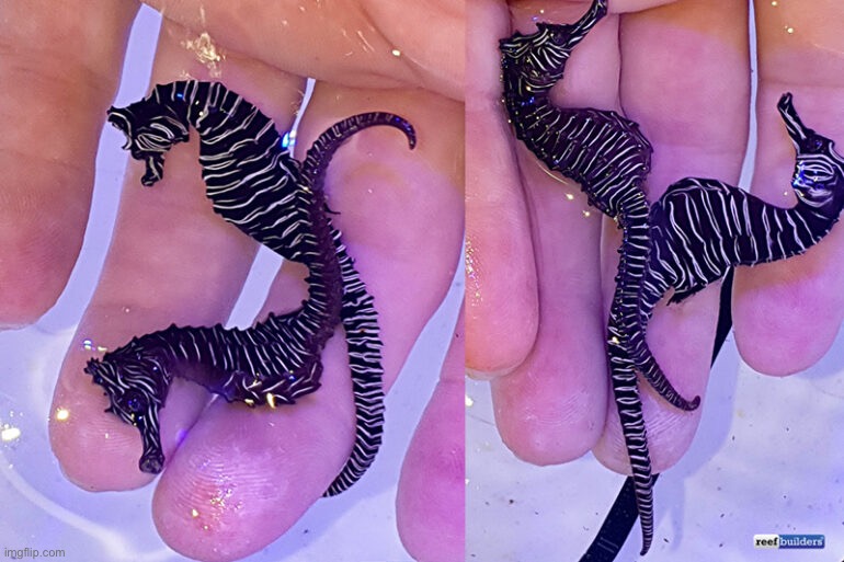 Sea zebras | made w/ Imgflip meme maker