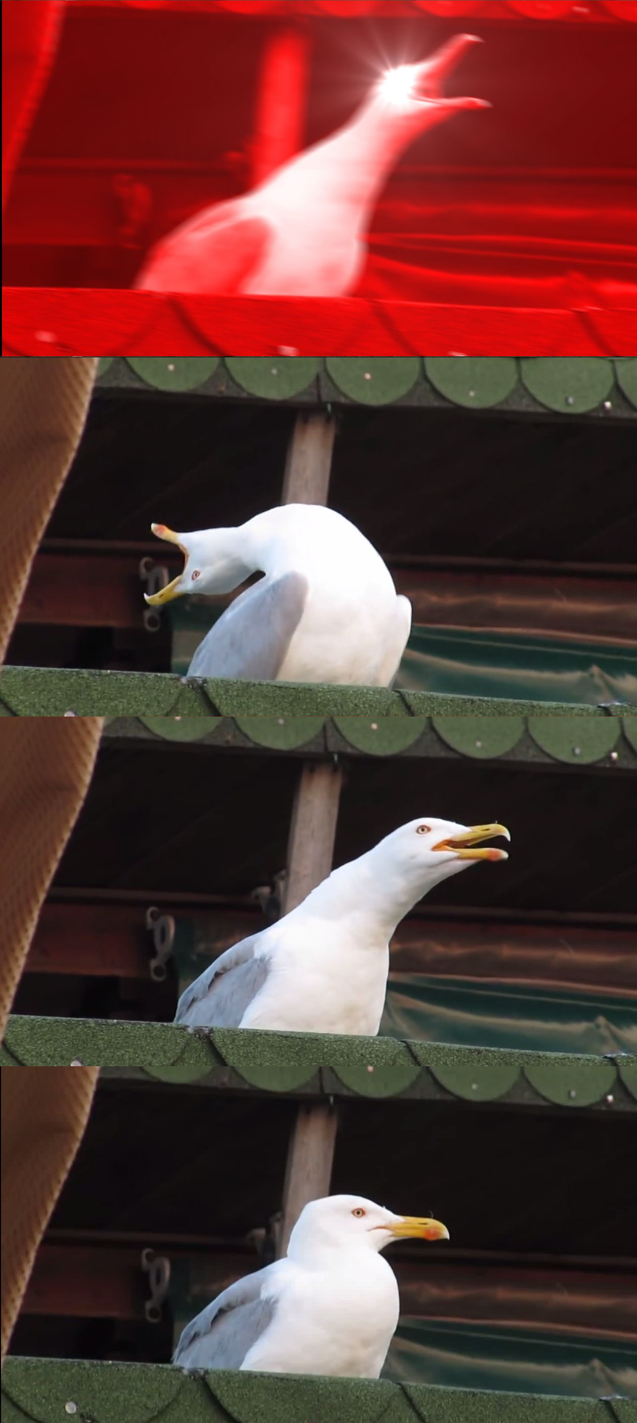 High Quality Inhaling seagull reverse Blank Meme Template