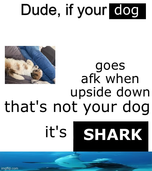 S H A R K | dog; goes afk when upside down; that's not your dog; it's mine; SHARK | image tagged in dude if your girl,that's not your girl,shark,shar,sharks | made w/ Imgflip meme maker