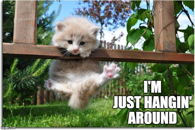memes by Brad - Kitten is just hanging around | I'M JUST HANGIN' AROUND | image tagged in funny,cute kitten,cats,kitten,funny cat,humor | made w/ Imgflip meme maker