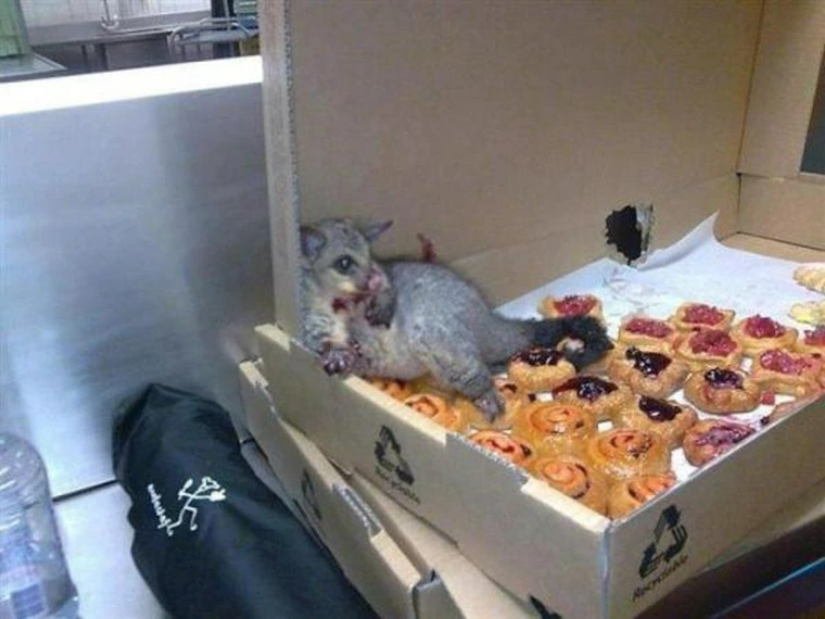 High Quality Bakery possum Blank Meme Template