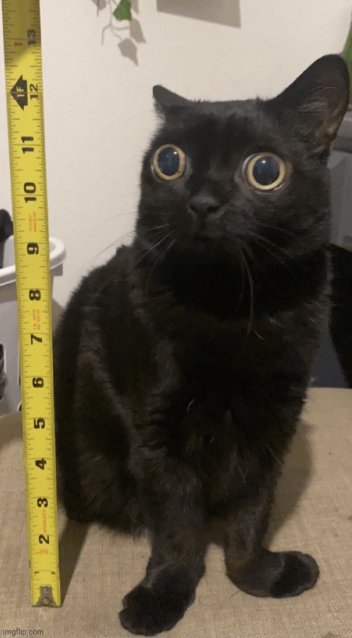 She is a regular sized goobert | made w/ Imgflip meme maker