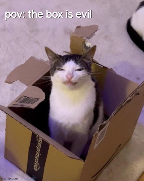 Evil box >:[ | image tagged in cats | made w/ Imgflip meme maker