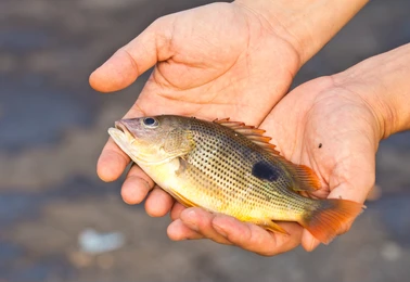 Give a man a fish Blank Meme Template