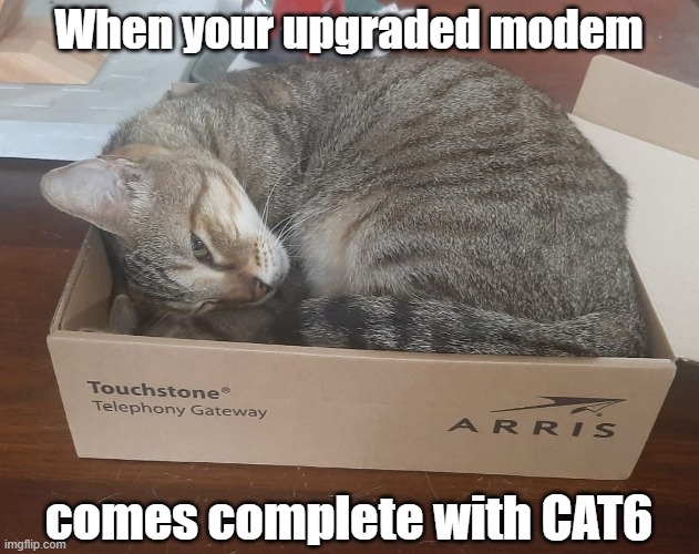 CAT6 | When your upgraded modem; comes complete with CAT6 | image tagged in cats,cat,cute cat,internet,bored keyboard cat,wifi | made w/ Imgflip meme maker