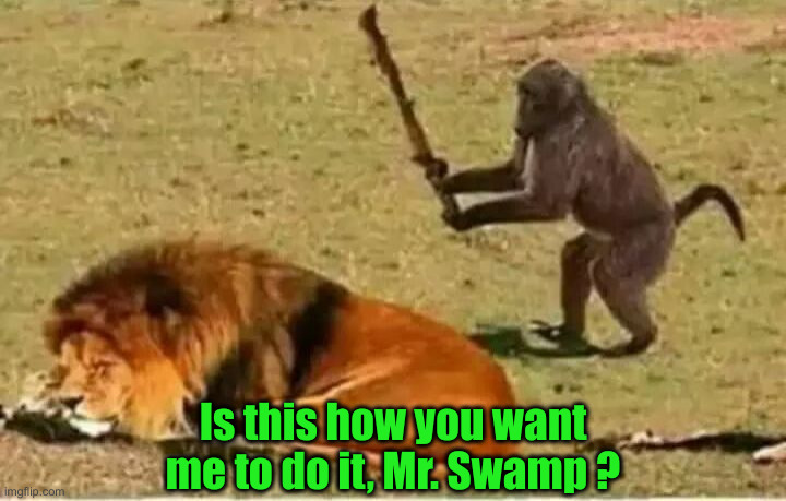 Could Have Just Gone To The Beach ! | Is this how you want me to do it, Mr. Swamp ? | image tagged in monkey lion,political meme,politics,funny memes,funny | made w/ Imgflip meme maker