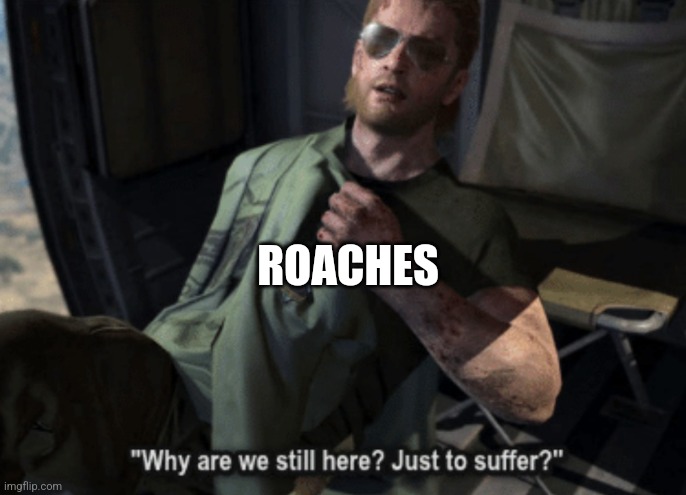 Why are we still here? Just to suffer? | ROACHES | image tagged in why are we still here just to suffer | made w/ Imgflip meme maker
