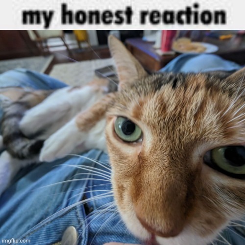 My Honest Reaction | image tagged in my honest reaction | made w/ Imgflip meme maker