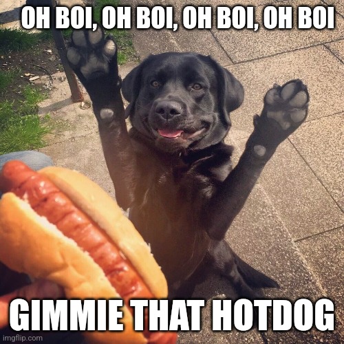 Dog | OH BOI, OH BOI, OH BOI, OH BOI; GIMMIE THAT HOTDOG | image tagged in dog,hotdog | made w/ Imgflip meme maker