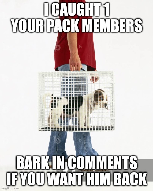 I'm not joking | I CAUGHT 1 YOUR PACK MEMBERS; BARK IN COMMENTS IF YOU WANT HIM BACK | image tagged in man carrying a dog in a cage | made w/ Imgflip meme maker