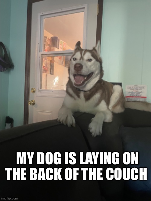 What u doin up there ??? | MY DOG IS LAYING ON THE BACK OF THE COUCH | image tagged in memes,dogs | made w/ Imgflip meme maker