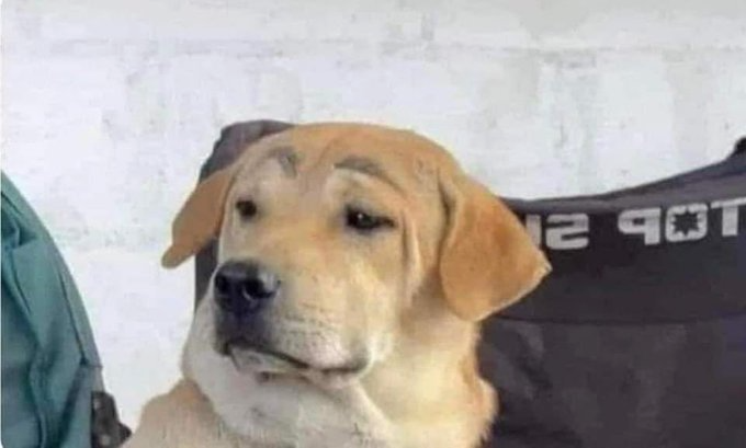 perro con cejas Blank Meme Template