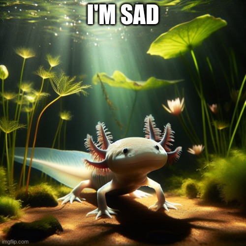 axolotl | I'M SAD | image tagged in axolotl | made w/ Imgflip meme maker
