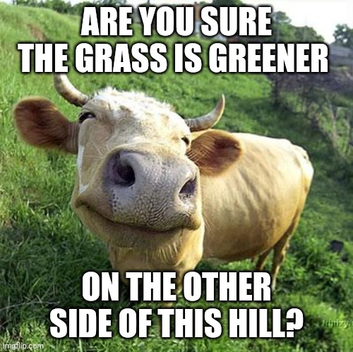 Cow | ARE YOU SURE THE GRASS IS GREENER; ON THE OTHER SIDE OF THIS HILL? | image tagged in cow | made w/ Imgflip meme maker