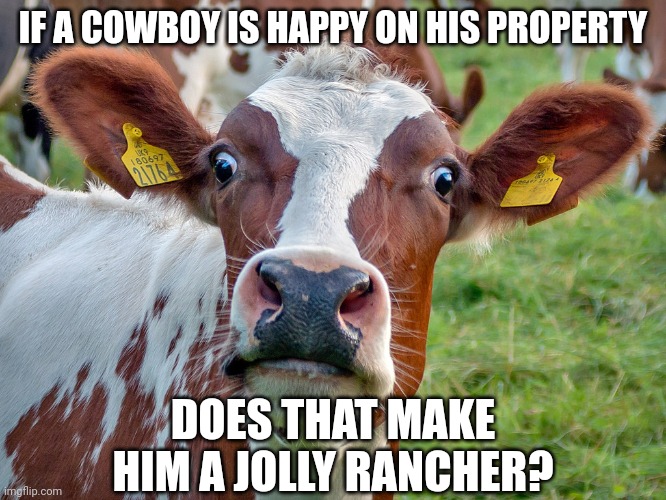 Surprised cow | IF A COWBOY IS HAPPY ON HIS PROPERTY; DOES THAT MAKE HIM A JOLLY RANCHER? | image tagged in surprised cow | made w/ Imgflip meme maker