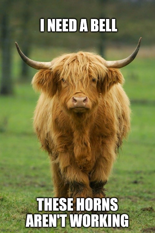 Highland Cow | I NEED A BELL; THESE HORNS AREN'T WORKING | image tagged in highland cow | made w/ Imgflip meme maker