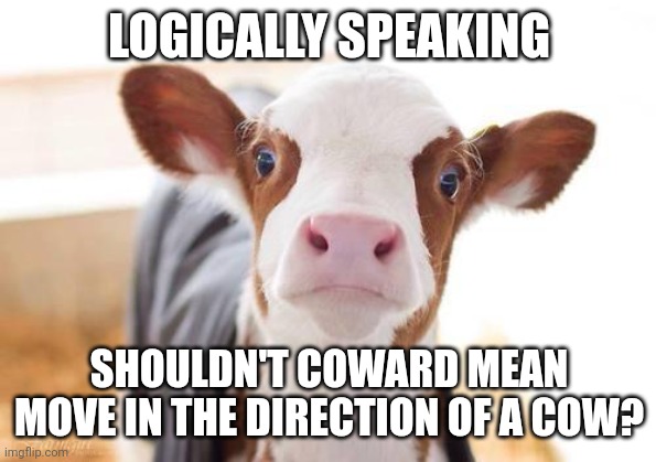 Cute cow | LOGICALLY SPEAKING; SHOULDN'T COWARD MEAN MOVE IN THE DIRECTION OF A COW? | image tagged in cute cow | made w/ Imgflip meme maker