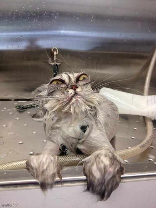 Angry Wet Cat | image tagged in angry wet cat | made w/ Imgflip meme maker