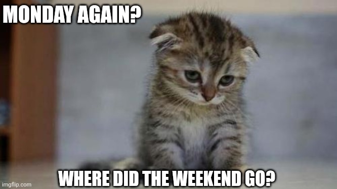 Sad kitten | MONDAY AGAIN? WHERE DID THE WEEKEND GO? | image tagged in sad kitten | made w/ Imgflip meme maker