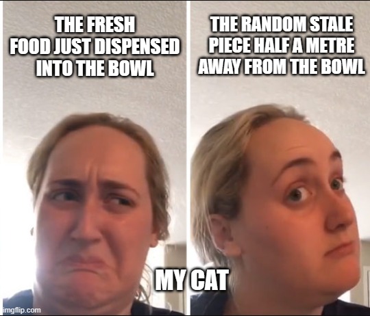 why are you like this | THE FRESH FOOD JUST DISPENSED INTO THE BOWL; THE RANDOM STALE PIECE HALF A METRE AWAY FROM THE BOWL; MY CAT | image tagged in kombucha girl | made w/ Imgflip meme maker