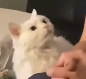 High Quality cat wtf look Blank Meme Template
