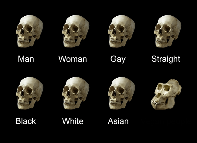 skull comparison Blank Meme Template