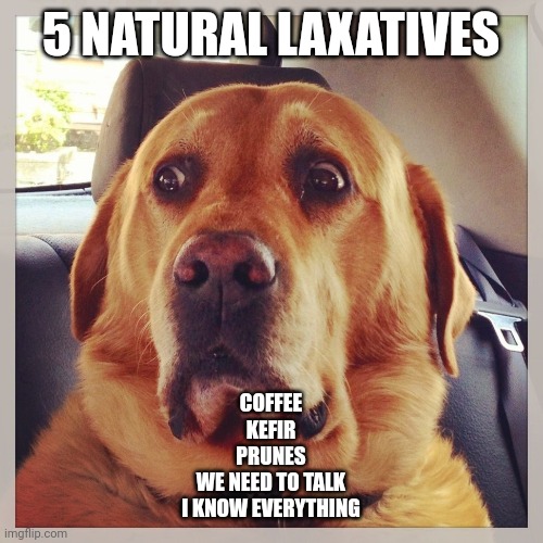 Natural Laxatives | 5 NATURAL LAXATIVES; COFFEE
KEFIR
PRUNES
WE NEED TO TALK
I KNOW EVERYTHING | image tagged in worried dog | made w/ Imgflip meme maker