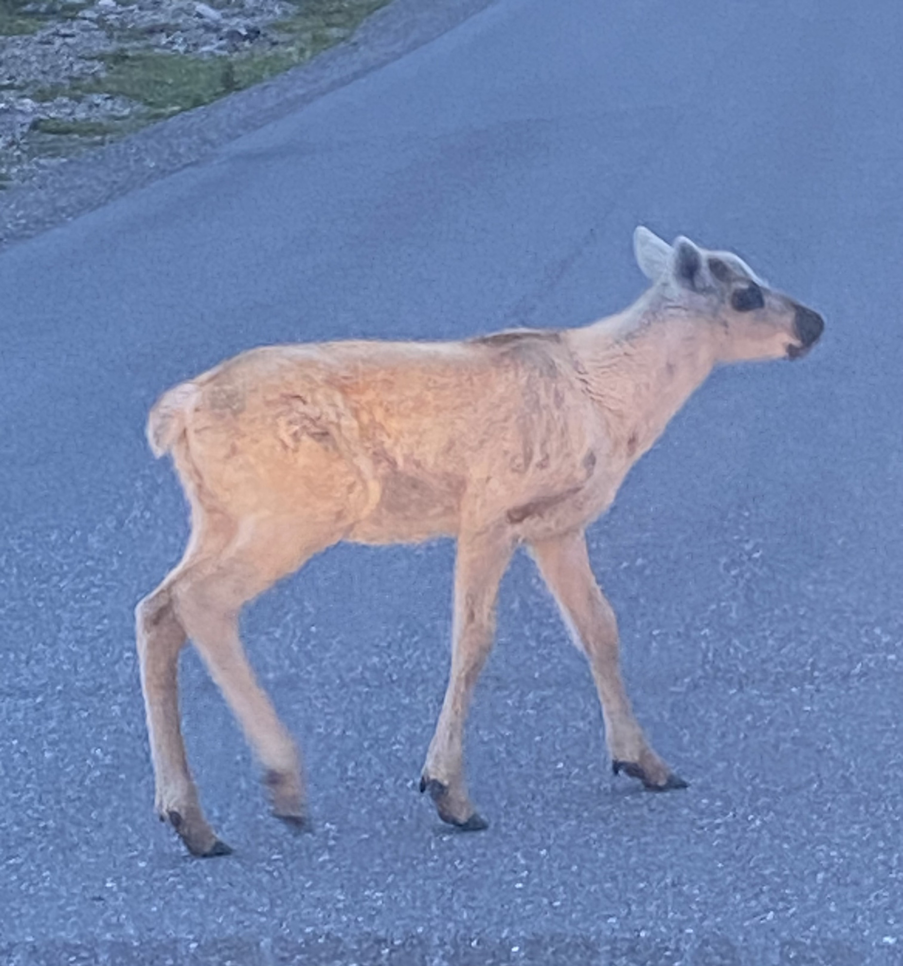 High Quality Baby Caribou Blank Meme Template