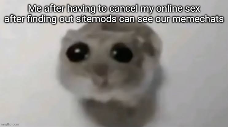 Sad Hamster | Me after having to cancel my online sex after finding out sitemods can see our memechats | image tagged in sad hamster | made w/ Imgflip meme maker