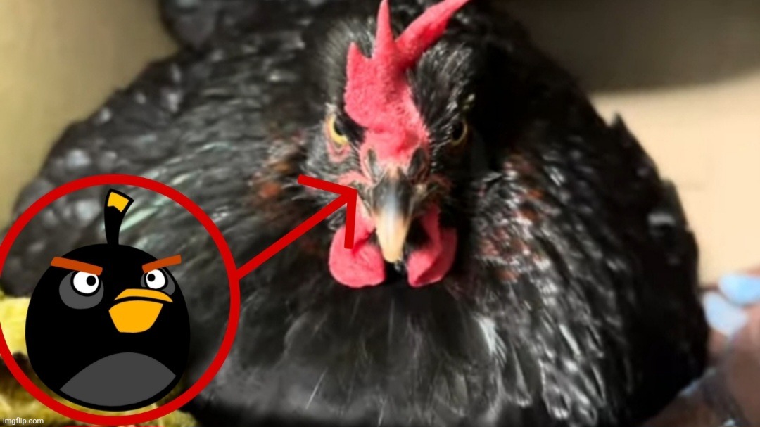Officer, we've found him | image tagged in memes,angry birds,chicken,real life | made w/ Imgflip meme maker