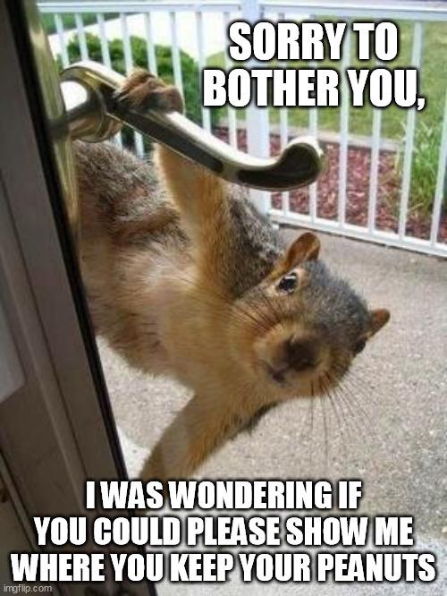 Window peeper caught on camera... | SORRY TO BOTHER YOU, I WAS WONDERING IF YOU COULD PLEASE SHOW ME WHERE YOU KEEP YOUR PEANUTS | image tagged in squirrel | made w/ Imgflip meme maker