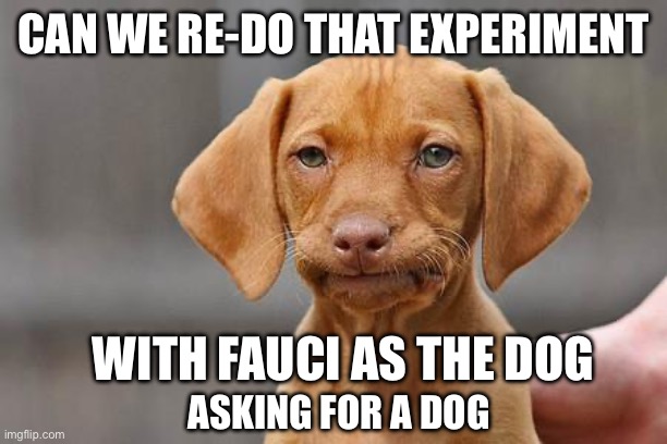 Dissapointed puppy | CAN WE RE-DO THAT EXPERIMENT WITH FAUCI AS THE DOG ASKING FOR A DOG | image tagged in dissapointed puppy | made w/ Imgflip meme maker