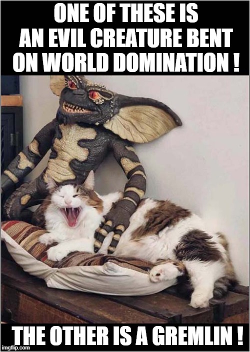 Cat Vs Gremlin ! | ONE OF THESE IS AN EVIL CREATURE BENT
ON WORLD DOMINATION ! THE OTHER IS A GREMLIN ! | image tagged in cats,world domination,gremlin | made w/ Imgflip meme maker