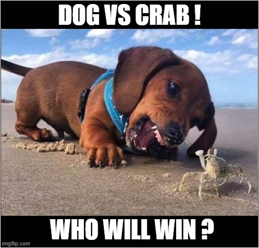 What Are You ? | DOG VS CRAB ! WHO WILL WIN ? | image tagged in dogs,daschund,crab,who will win | made w/ Imgflip meme maker